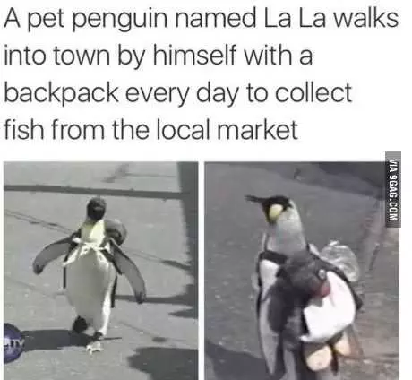 Animal Penguin Market