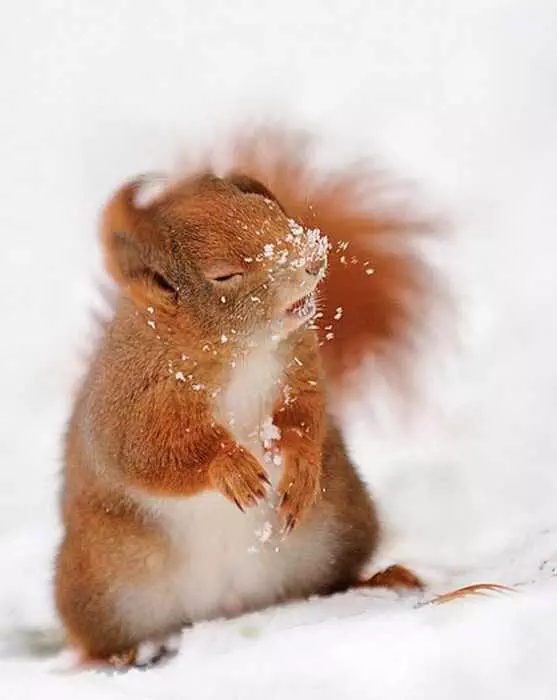 Animal Red Squirrel