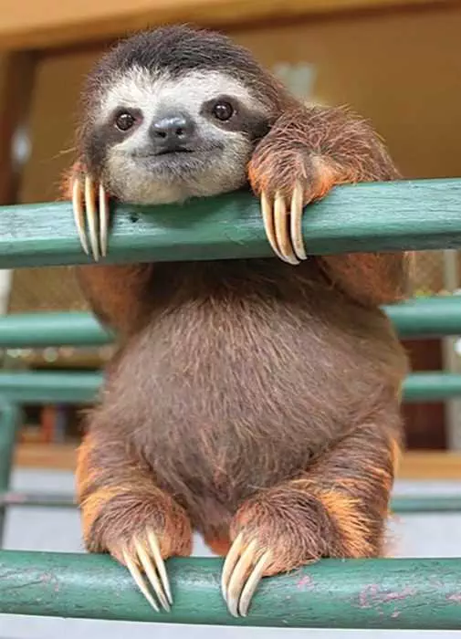 Animal Sloth Hang