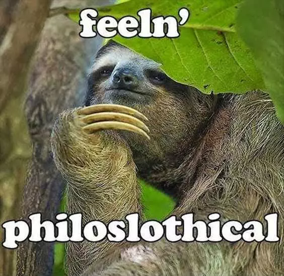 Animal Sloth Joke