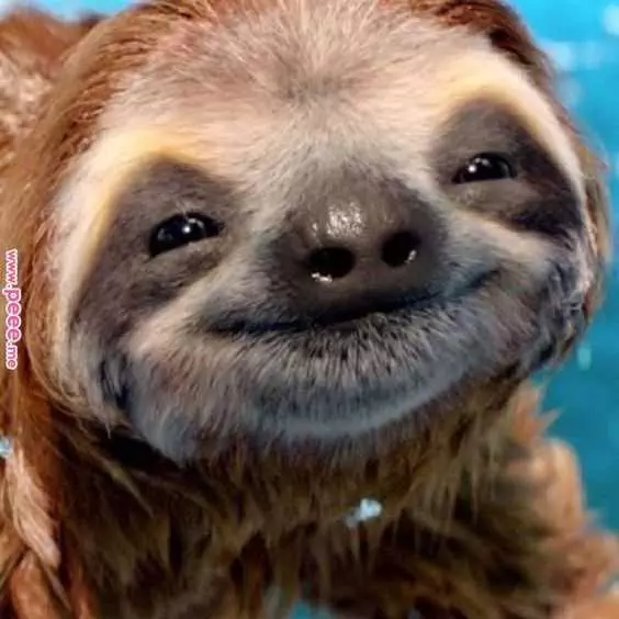 Animal Sloth