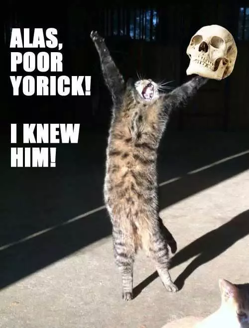 Animal Yorick