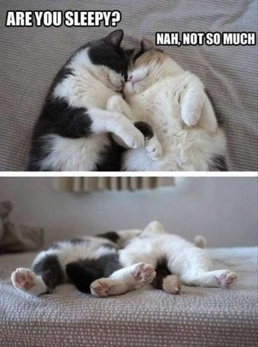 Funny Are You Sleep