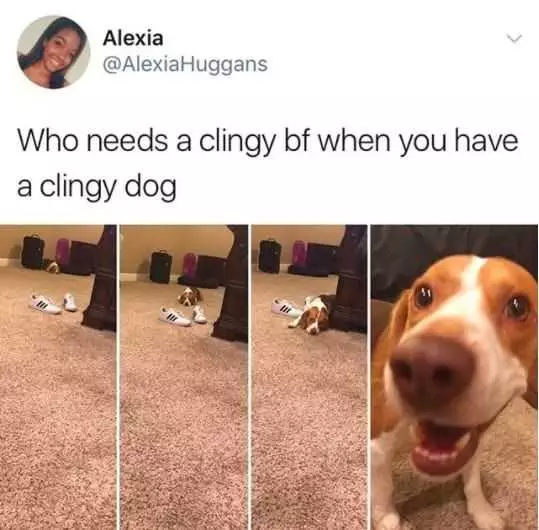 Funny Clingy Dog