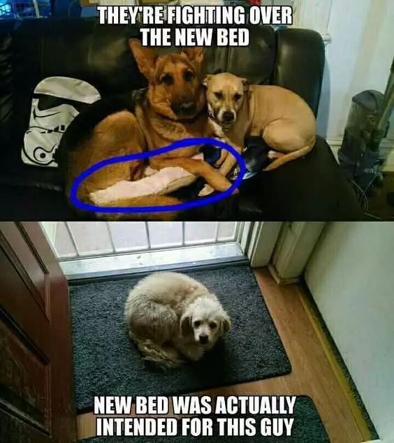 Funny Dogs New Bed