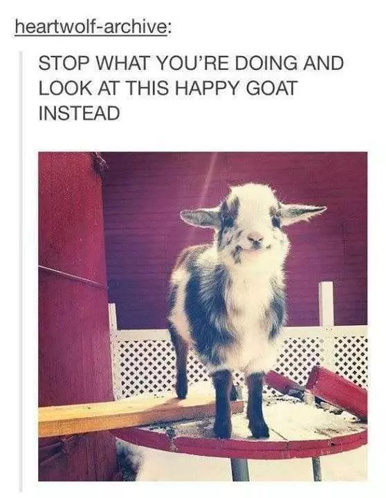 Funny Goat Instead