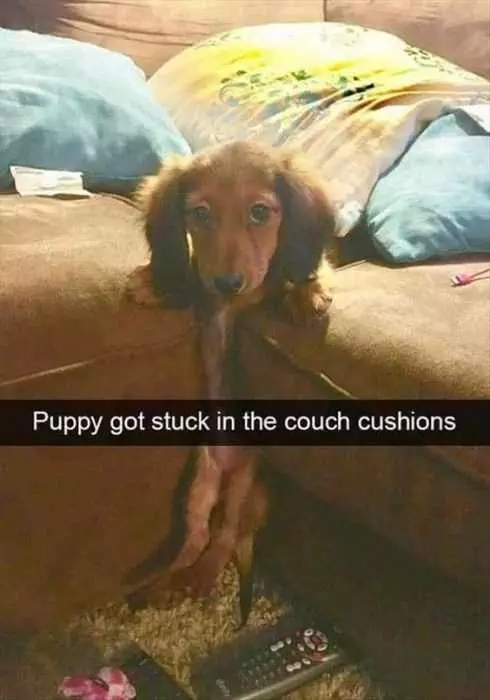 Funny Stuck Cushions