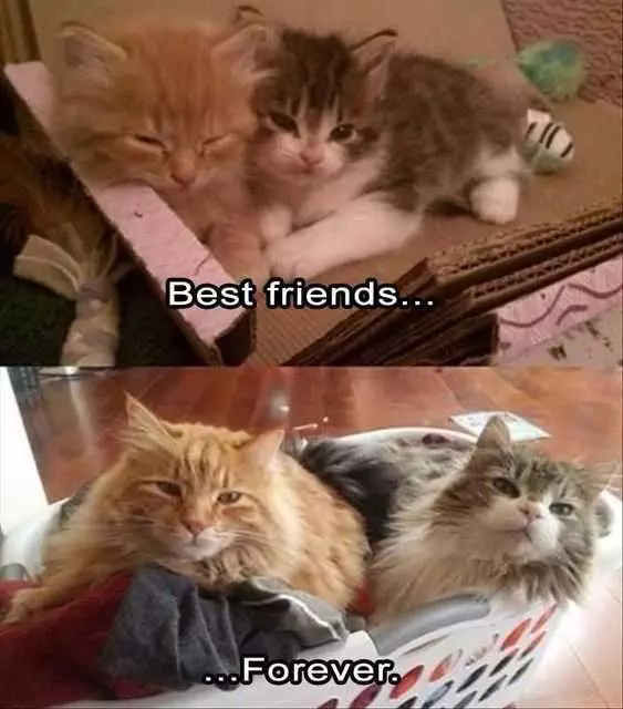 Funny Best Friends