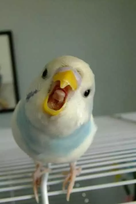 Funny Bird Grin