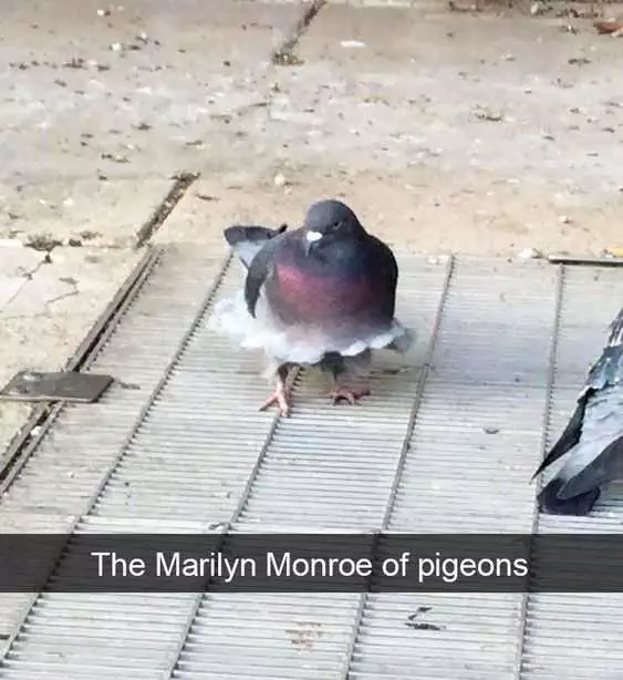 Funny Bird Snapchat