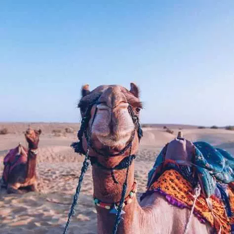 Funny Camels