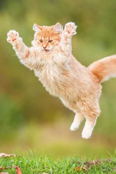 Funny Cat Jump