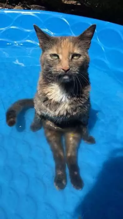 Funny Cat Swim