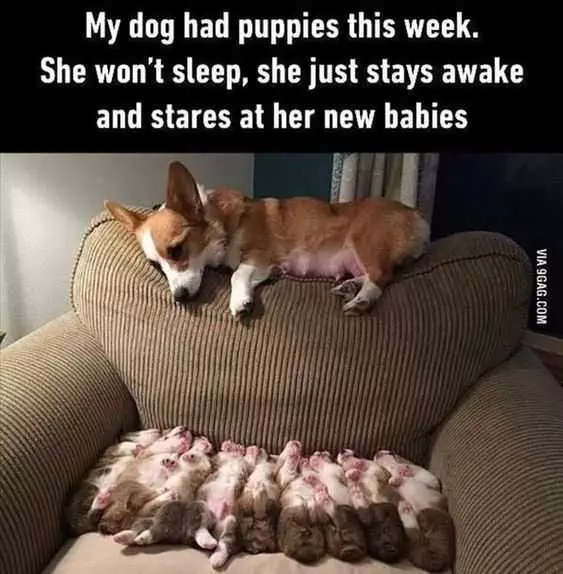 Funny Corgi Puppies