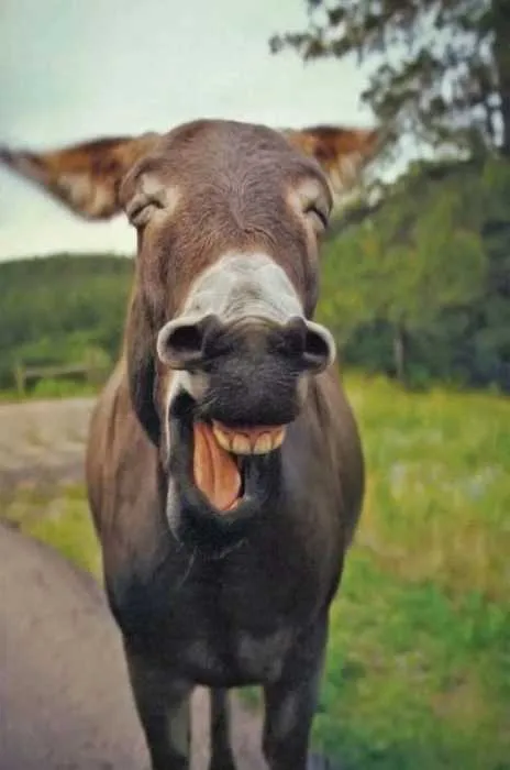 Funny Donkey