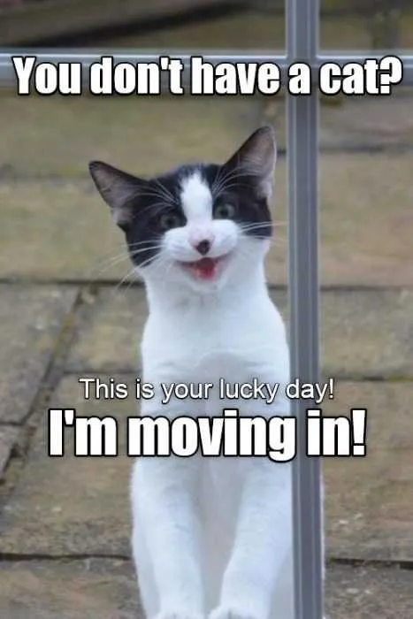 Funny Dont Have Cat