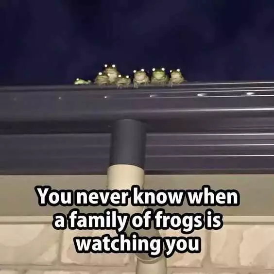 Funny Frogs Watching