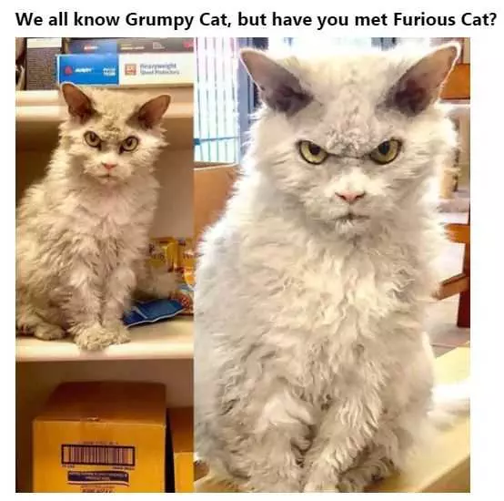 Funny Furious Cat