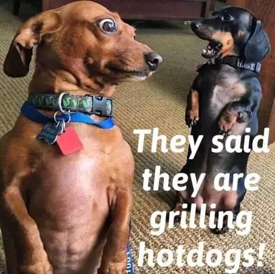 Funny Grilling Hot Dogs