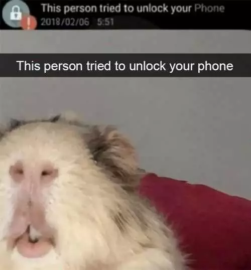 Funny Hamster Phone