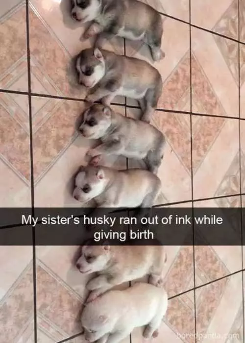 Funny Husky Ink