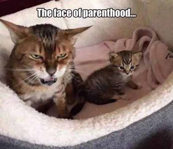 Funny Parenthood Face