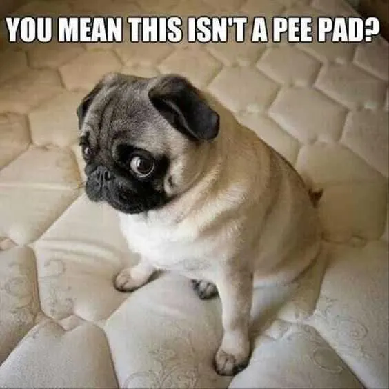Funny Pee Pad
