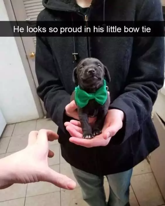 Funny Precious Bow Tie