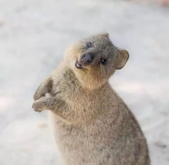 Funny Quokka Smile Stand