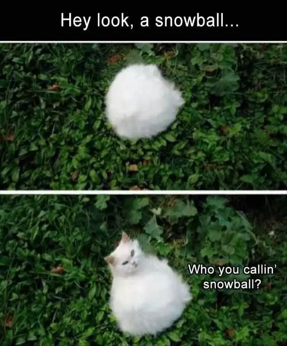 Funny Snowball