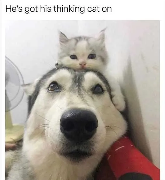 Funny Thinking Cat