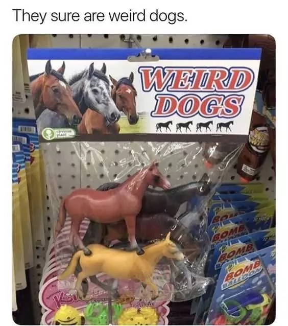 Funny Weird Dogs