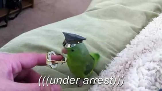 Funy Bird Arrest