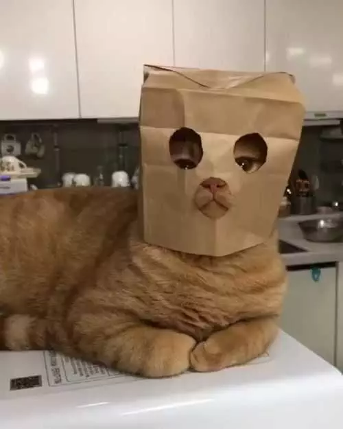 Funny Cat Bag