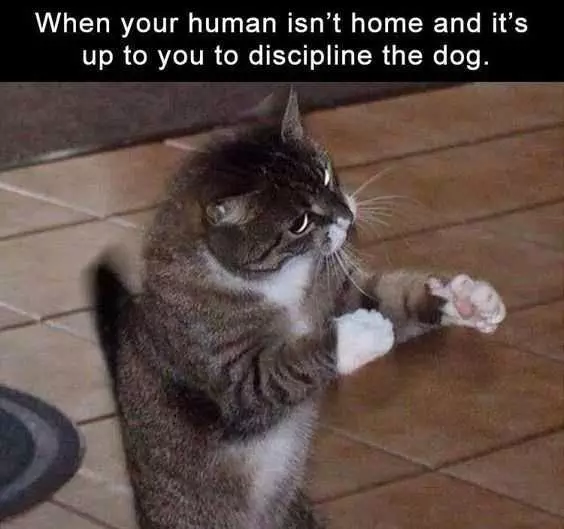 Funny Cat Discipline