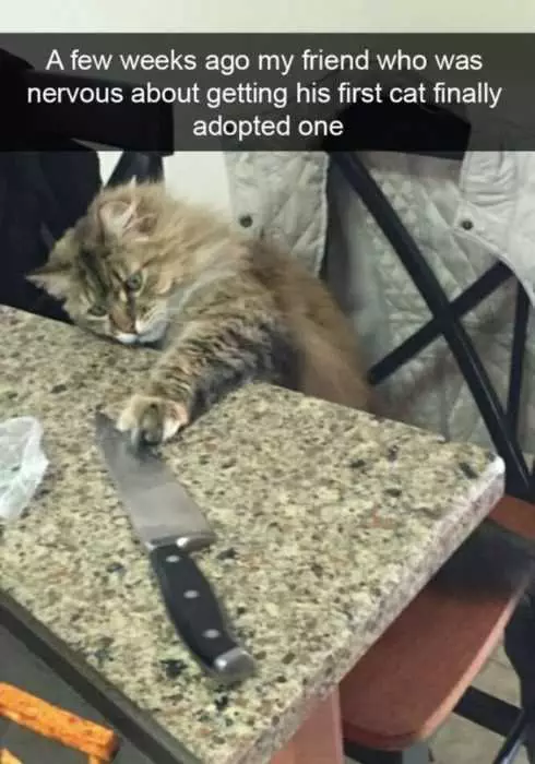 Funny Cat Knife