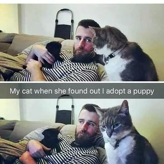 Funny Cats Over Puppy
