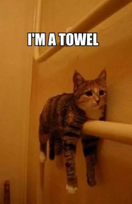 Funny Towel Cat