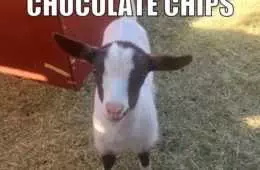 Animal Chocolate Chip
