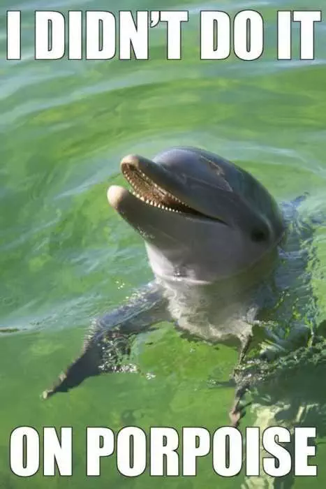 Animal Dolphin