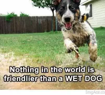 Animal Friendly Wet Dog