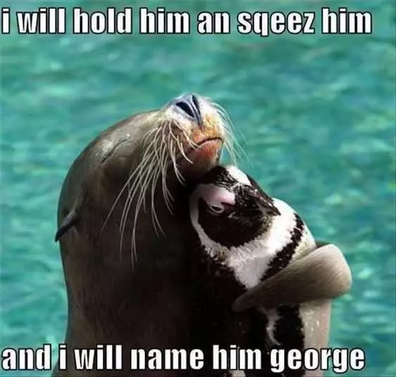 Animal Penguin Squeeze