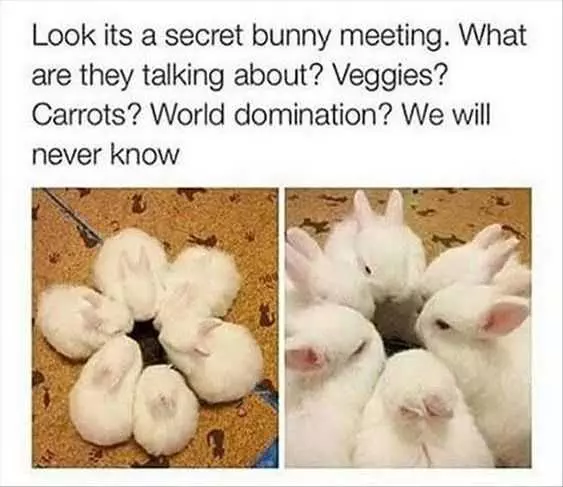 Animal Secret Bunny