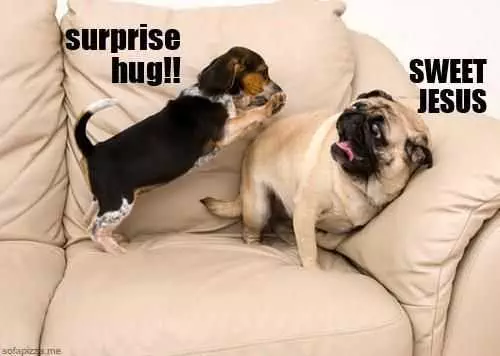 Animal Surprise Hug