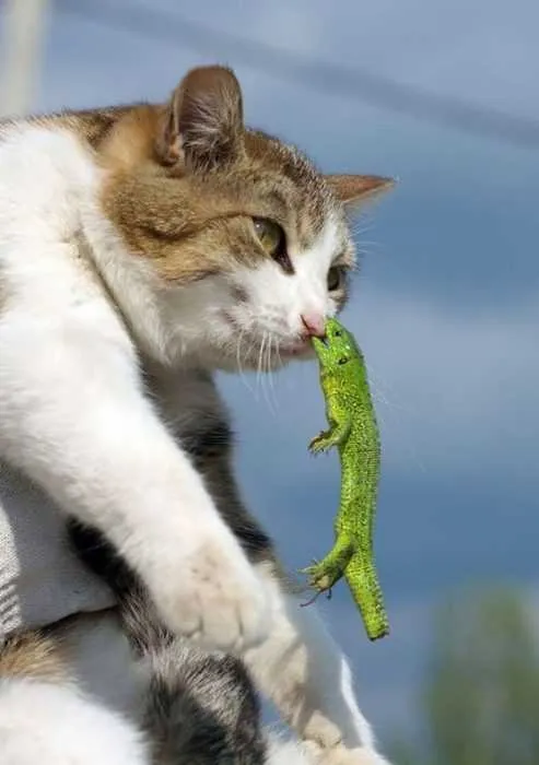 Funny Animal Bite