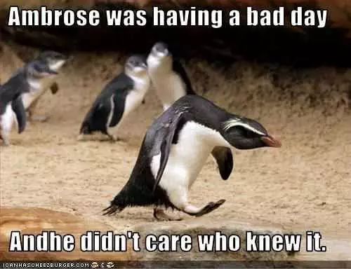 Funny Bad Day Penguin