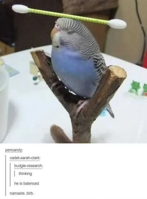 Funny Balanced Birb