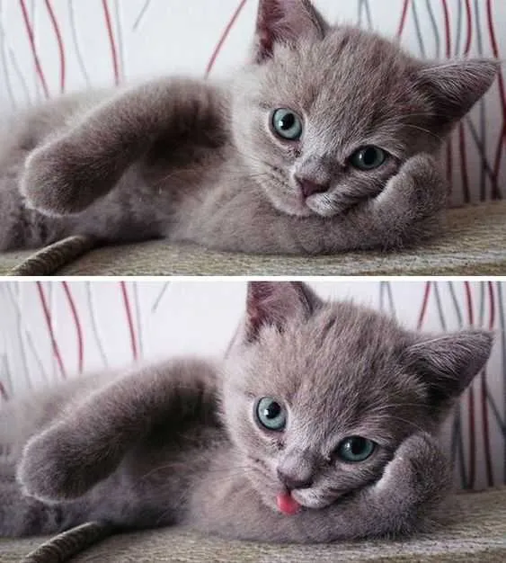 Funny Blep