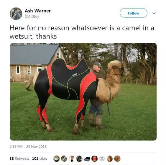 Funny Camel Wetsuit