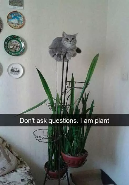 Funny Cat Plant